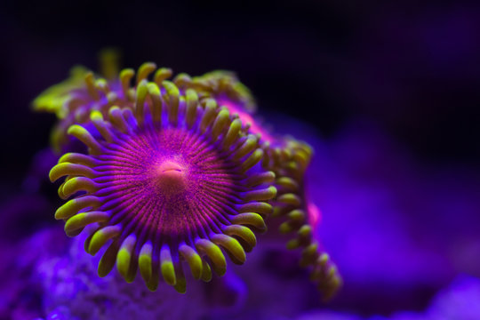 Colorful zoanthus coral colony