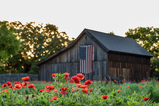 Row of vivid read poppies with barn in the background