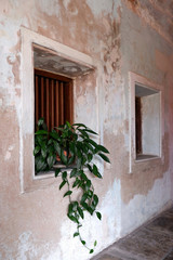 Fototapeta na wymiar Green Leaf Plant Pot, Wooden Windows and Old Concrete Wall
