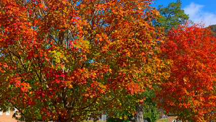 Autumn bright colors of maple trees. Trees under a blue sky on sunny morning.