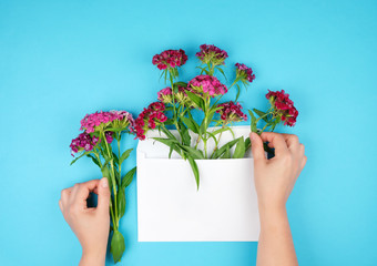 red turkish carnation Dianthus barbatus flower buds and  white paper envelope