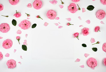 blooming buds of pink roses on a white background