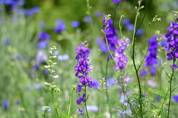 撒くだけで花畑、チドリソウ、千鳥草、ミックスシード、癒し、家庭園芸、畑、花イメージ素材