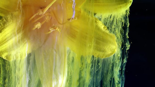 Yellow Day lily or Hemerocallis. Colorful ink in water.