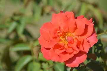 Thomasville rose garden 0280