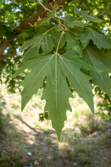 Close up of leaves of planetree tree in London. Taken in the woods.