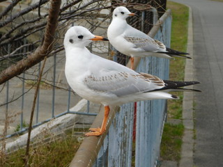並んで留まるユリカモメの幼鳥