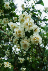 Jasmine bush sprinkled with white flowers in the garden after the rain.