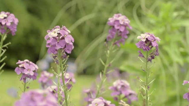 Catmint tall purple flowers in cottage garden