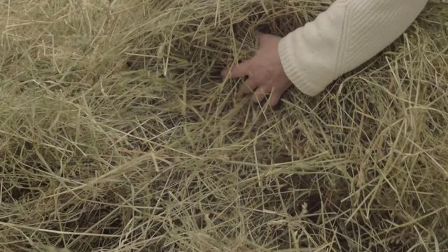 Farmer lifting hay from stack with hands