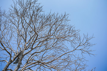 Fototapeta na wymiar Beautiful dry trees with natural skies