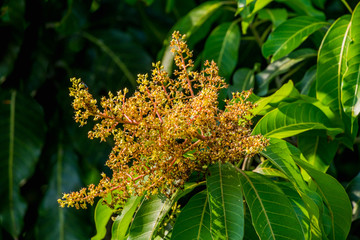Mango trees bloom beautifully in season in nature.