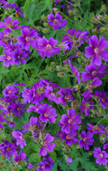 Beautiful purple flowers of the hybrid geranium in the garden.