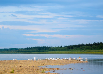 A flock of the Northern gulls sitting on the ledge of the banks of the taiga river basin in Yakutia, on the background of the taiga spruce forest under blue sky.
