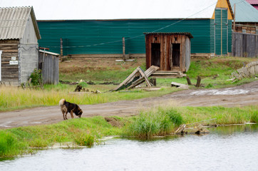 A lone shaggy dog is looking for food on the road near the water of the lake in the Yakut Northern village.