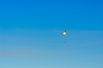 The Northern white gull flies on the blue sky.