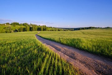 Obraz premium Summer landscape. A country road through a field of wheat to a village on a hill.