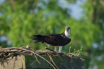 Western osprey,(Pandion haliaetus) sitting on the nest.