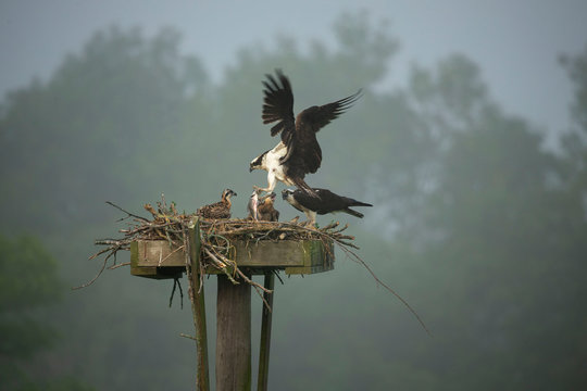 Male Western  osprey brings  fish into the nest