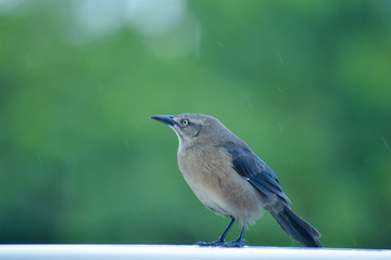 bird perched on a fence in tropical island