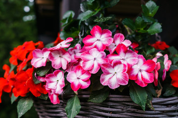 Multi-colored flowering balsam bushes in a flower pot.