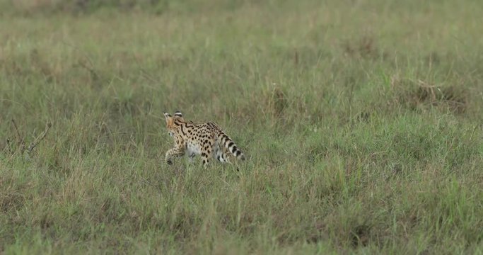 Serval cat stalking in the long grass in the Maasai Masai Mara in Kenya, East Africa. 