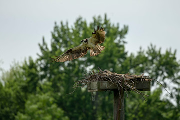 Western osprey  flying above the nest - osprey nest platform.