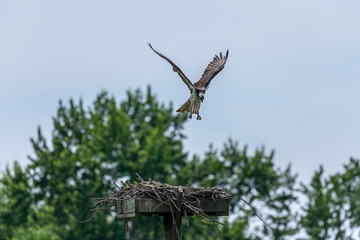 Western osprey flying above the nest - osprey nest platform.