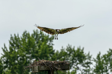 Western osprey  flying above the nest - osprey nest platform.