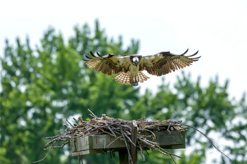 Western osprey  flying above the nest - osprey nest platform.