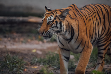 Fototapeta na wymiar Portrait of a beautiful Tiger . Nice eye of hunter . dangerous animal