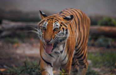 Fototapeta na wymiar Portrait of a beautiful Tiger . Nice eye of hunter . dangerous animal