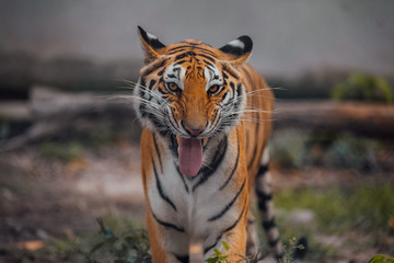 Portrait of a beautiful Tiger . Nice eye of hunter . dangerous animal