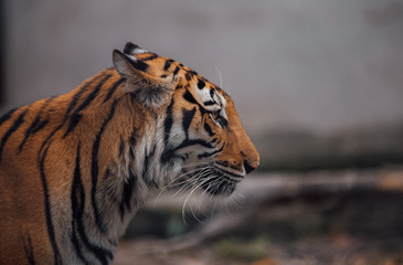 Portrait of a beautiful Tiger . Nice eye of hunter . dangerous animal