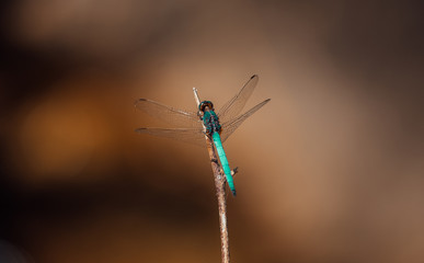 Dragonfly on tree branch . Capture on summer day
