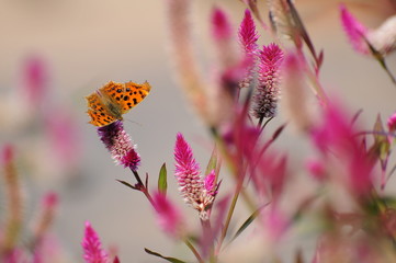 野鶏頭の花にとまるキタテハチョウです