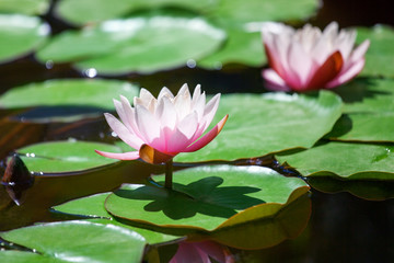 Two pink water lily flowers blossom on green leaves background close up, beautiful purple lilies in bloom on pond, lotus flower growing on lake on sunny summer day, copy space