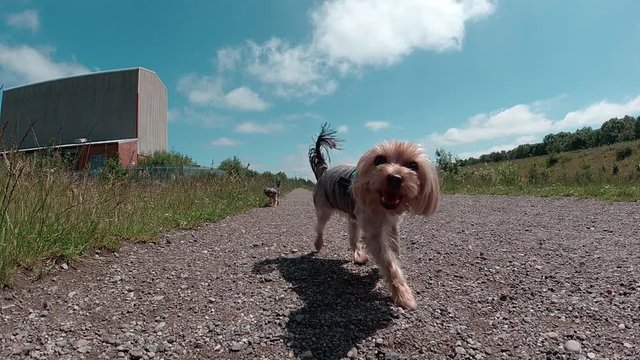 Slow Motion - Two Yorkshire Terrier Dogs Running towards the camera