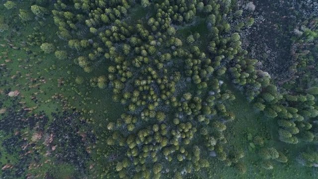 Aerial view of pine tree forest after wildfire in 2018 as it regrows viewing the burn scar around the edge of the trees.