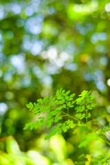 Choose the focus point on the leaf,The leaves are fresh green with copy space