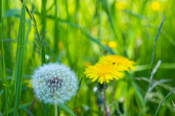 Dandelion  in the open air, wild meadow environment with flowering field.  Inspirational summer time scene on blue sky background.