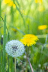 Dandelion  in the open air, wild meadow environment with flowering field.  Inspirational summer time scene on blue sky background.