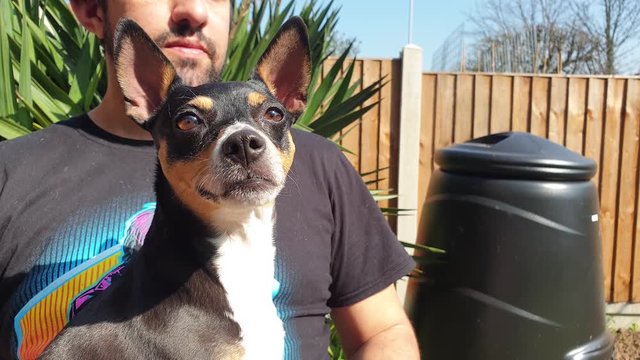 Cute dog on owners lap in the garden panting in the sunshine, Spanish breed Ratonero bodeguero andaluz