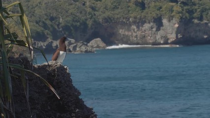 Brown booby bird on christmas island sula leucogaster