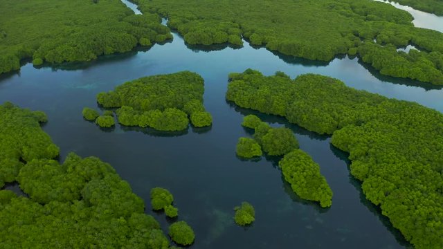 Flooded amazonian rainforest in Negro River, Amazonas, Brazil