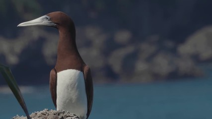 Brown booby bird on christmas island sula leucogaster