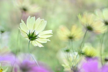 ミラーレンズを使用して風に揺れるコスモスの花を撮影しています