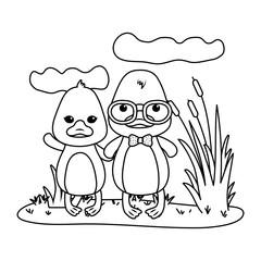 Couple of ducks cartoons design