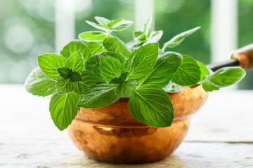 fresh mint in pot
