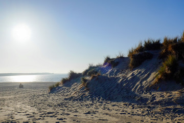 Sea Grass On A White Sand Dunes Beach under a clear blue Sky 